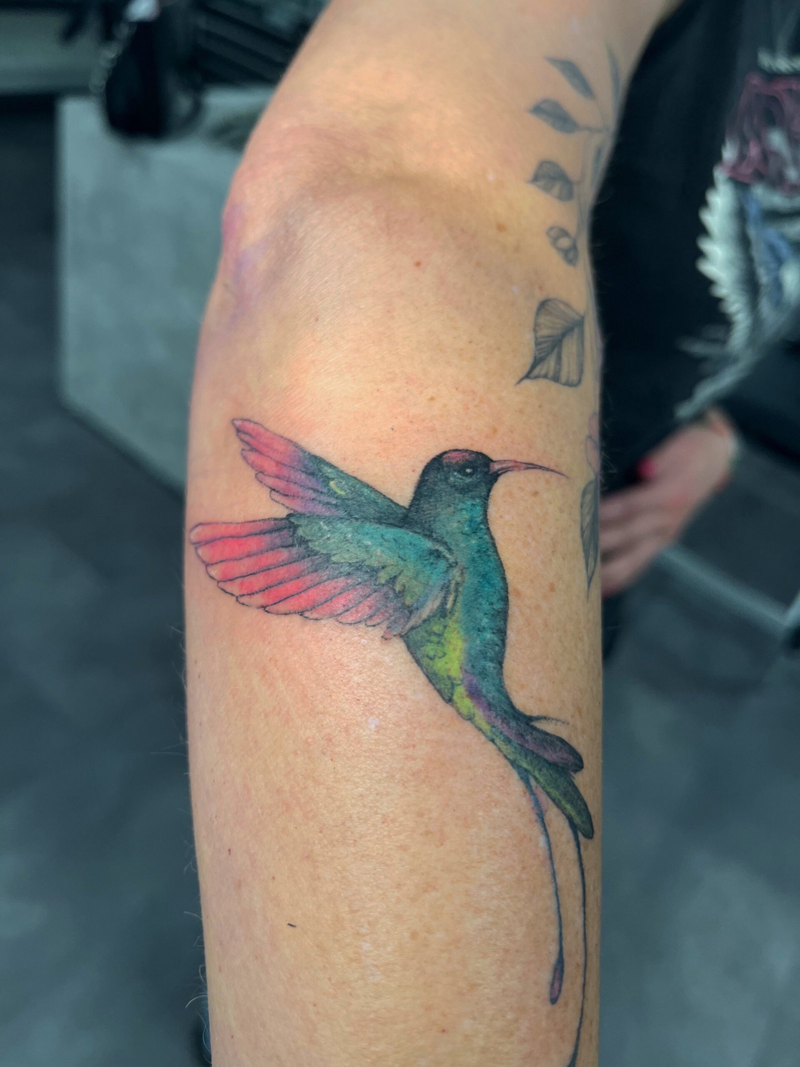 Vogel - Farbe